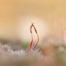 it takes two to tango by Ria Bloemendaal thumbnail