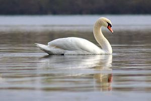 Cygne muet