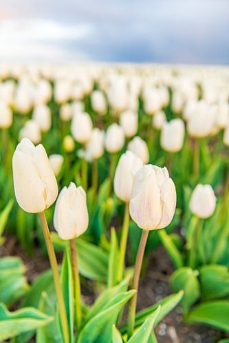 Witte tulpen in een veld tijdens een zonsondergang in de lente