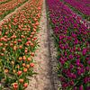 Champs de tulipes néerlandais sur Bianca Kramer