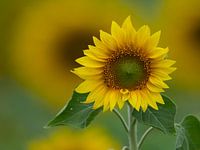 sunflower squared