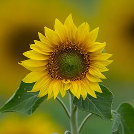 zonnebloem in het kwadraat van Marcel van Balkom