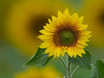 Sonnenblume zum Quadrat von Marcel van Balkom