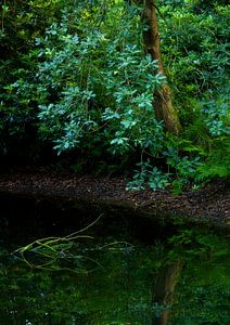 Bomen (Groningen - Pays-Bas) sur Marcel Kerdijk