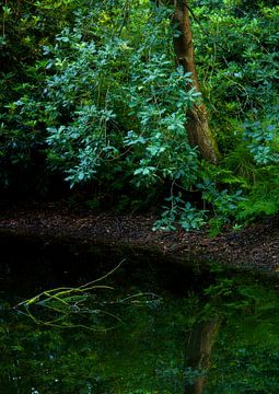 Bomen (Groningen - Niederlande) von Marcel Kerdijk