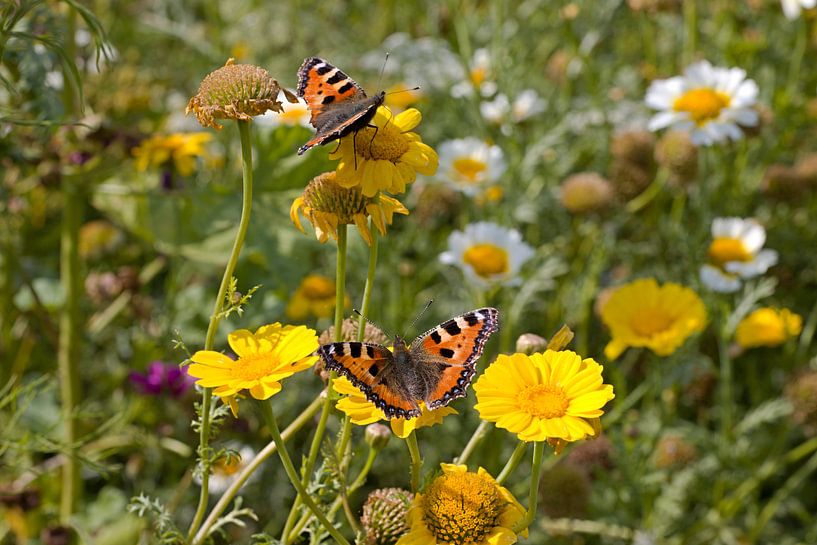 Twee kleine vossen op gele ganzenbloemen by W J Kok