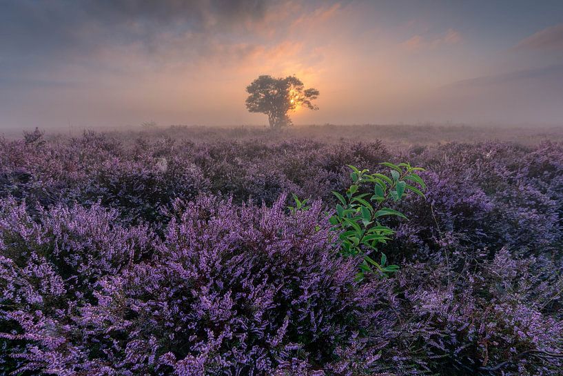 Bloeiende Heide van Jan Koppelaar