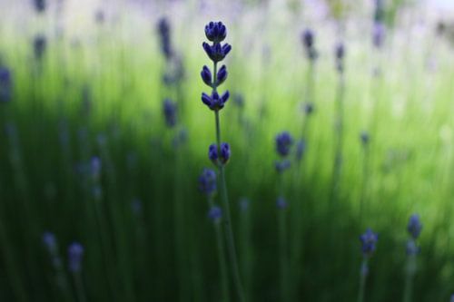 Lavendel