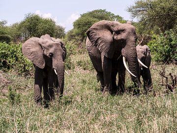 Famille d'éléphants sur Marry Fermont