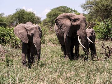 Elephant Family by Marry Fermont