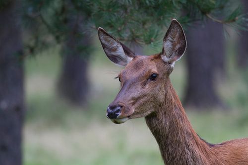 Een hinde is altijd alert