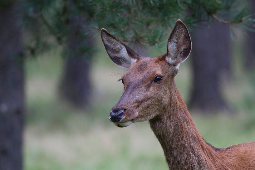 A doe is always alert by rene marcel originals