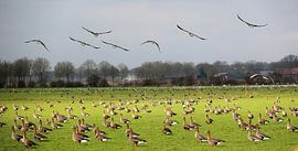 Geese - Heukelom by Guus Rameckers