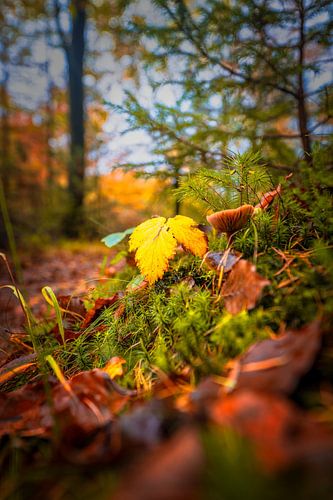 Herfst details