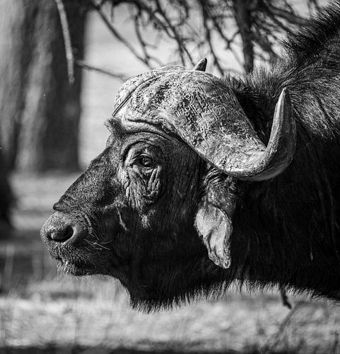 Portrait of an African buffalo