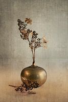Hortensia trots. Taupe.
