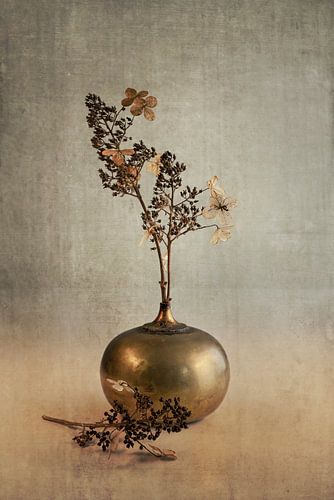 La fierté de l'hortensia. Taupe.
