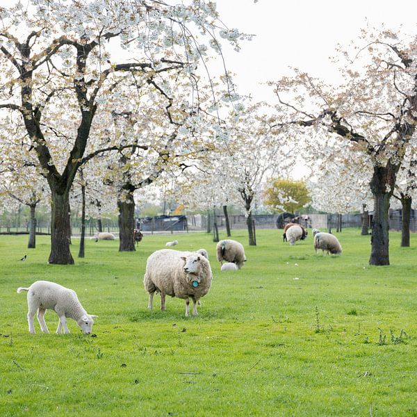 Schafe und Lämmer im Frühjahr unter blühenden Kirschbäumen von anton havelaar