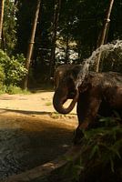 verkoelende olifant