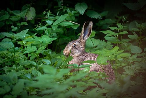 Lapin de garenne