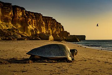 Schildpad aan de kust van Ras al-Jinz, Oman van Paula Romein