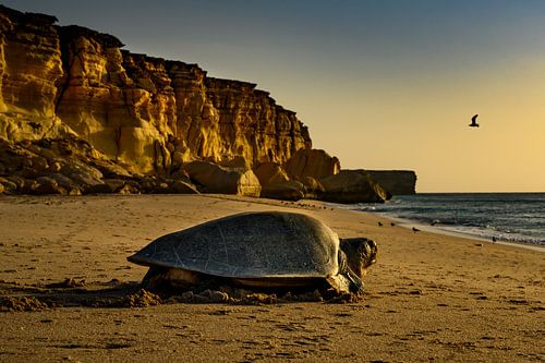 Schildkröte an der Küste von Ras al-Jinz, Oman