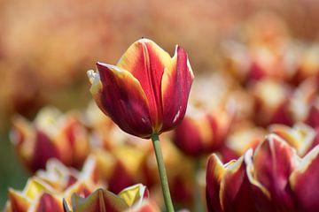 amour des tulipes sur Linda Lu
