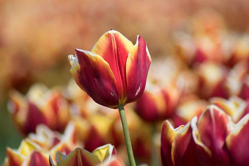 amour des tulipes