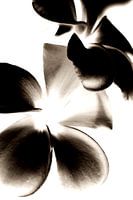 Bloemen Contrast (ZW)