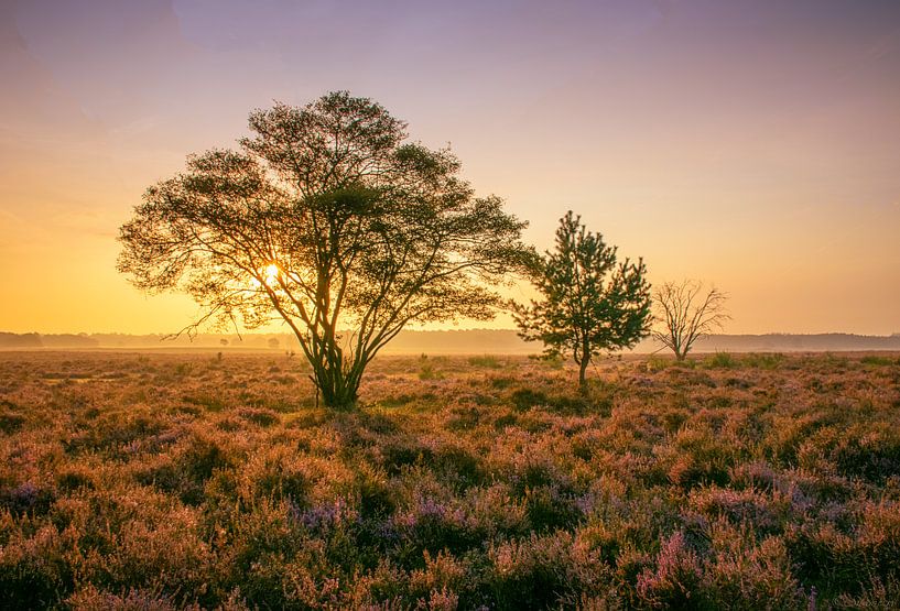 Dutch masai mara by Shameem Abdulkarim