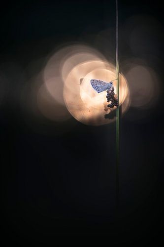 The beauty of an evening