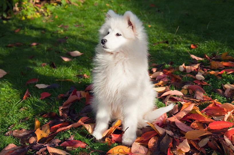 Samoyed by Bo Valentino