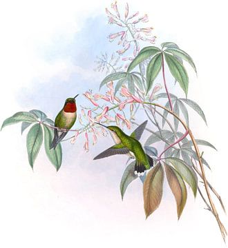 Ruby-Throated kolibrie, John Gould van Hummingbirds