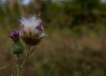 lila Distelblüte mit weißem Flaum in der Natur