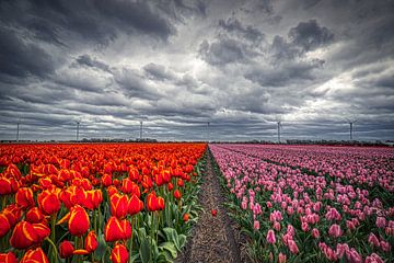 twee kleuren tulpen en windturbines met wolken van peterheinspictures