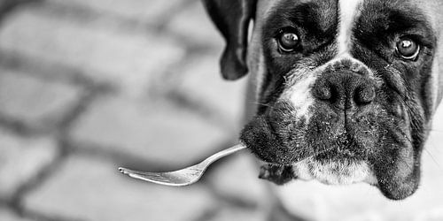 een vork als speeltje voor deze boxer