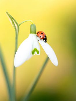 Lieveheersbeestje in de lente