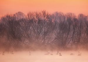 Cygnes dans le brouillard