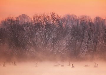 Schwäne im Nebel von natascha verbij