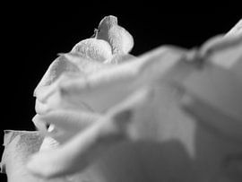 Rosa II by Alexander van der Linden