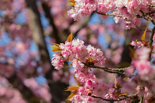 Fleur de cerisier dans un parc à Sittard