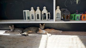 Katten in de zon II van Mad Dog Fotografie