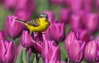 Gele Kwikstaart staand op een tulp in een tulpenveld van Menno Schaefer thumbnail