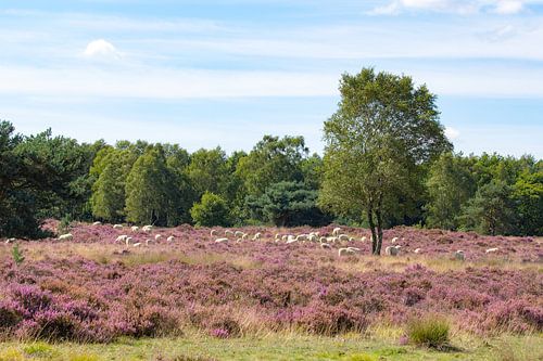 Schapen op de heide