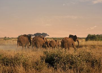 Elephant herd at sunrise in Amboseli NP in Kenya by Aagje de Jong
