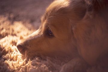 Golden retriever in de zon van Studio Patruschka