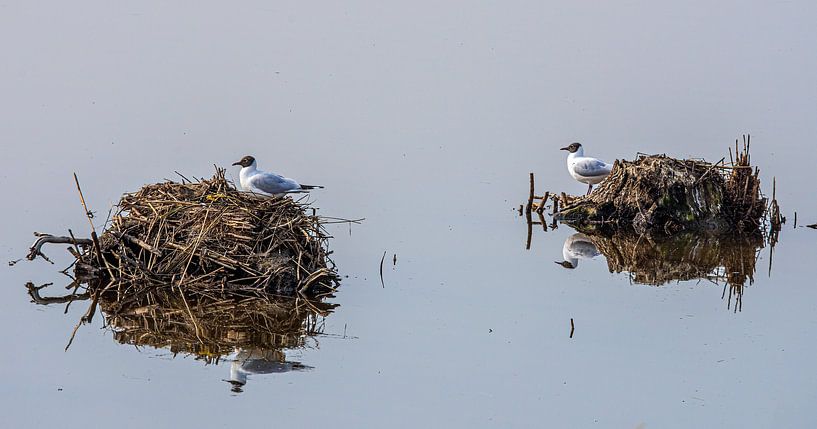Wasservögel auf ihrem Nest ( Lachmöwen ) von jacky weckx