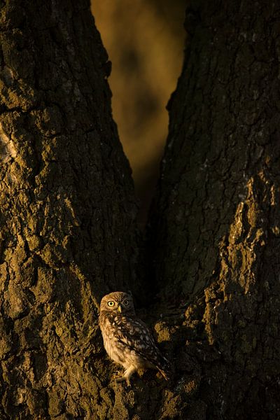 Juvenile Tawny owl in last evening light by Jeroen Stel