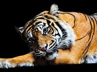 Tiger weibchen
