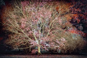 Zauberbaum von Lars van de Goor